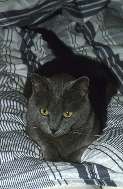 1995-04 Annabelle.jpg